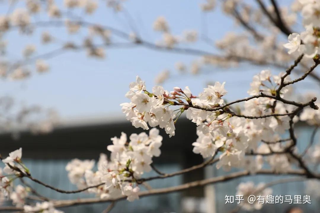 良渚大屋顶的樱花开了吗