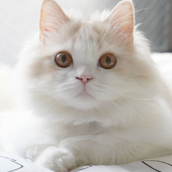 吸猫大会布履阑珊猫kyoske