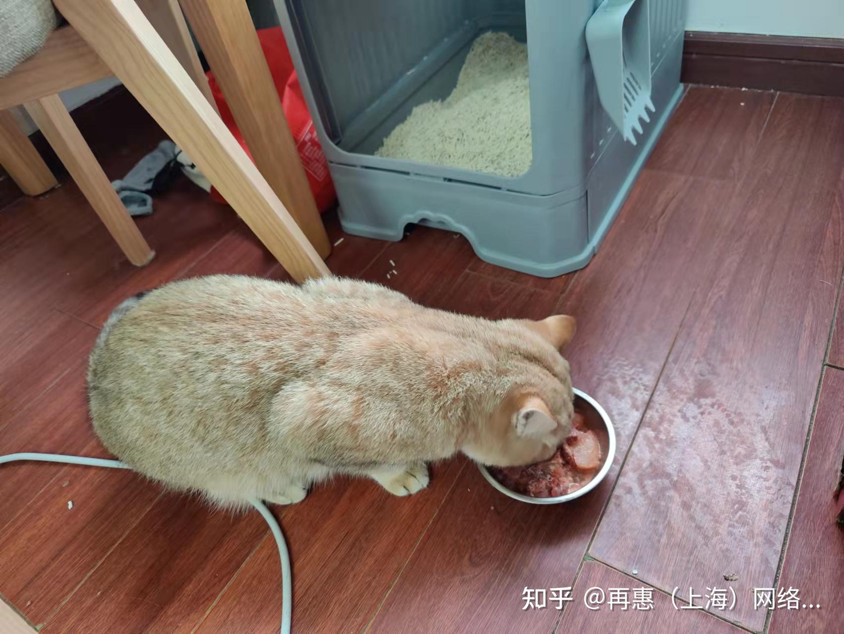 猫咪吃猫粮_高清图片素材