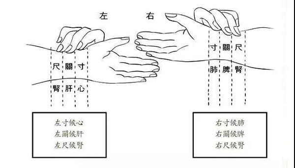 脉诊专家张玉林带你寻找诊脉手感!