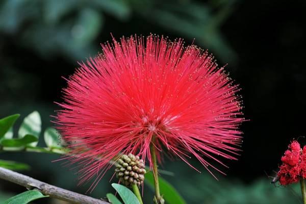 植库‖朱缨花:南美来的“红绒球”,俘获众多花友心 - 知乎