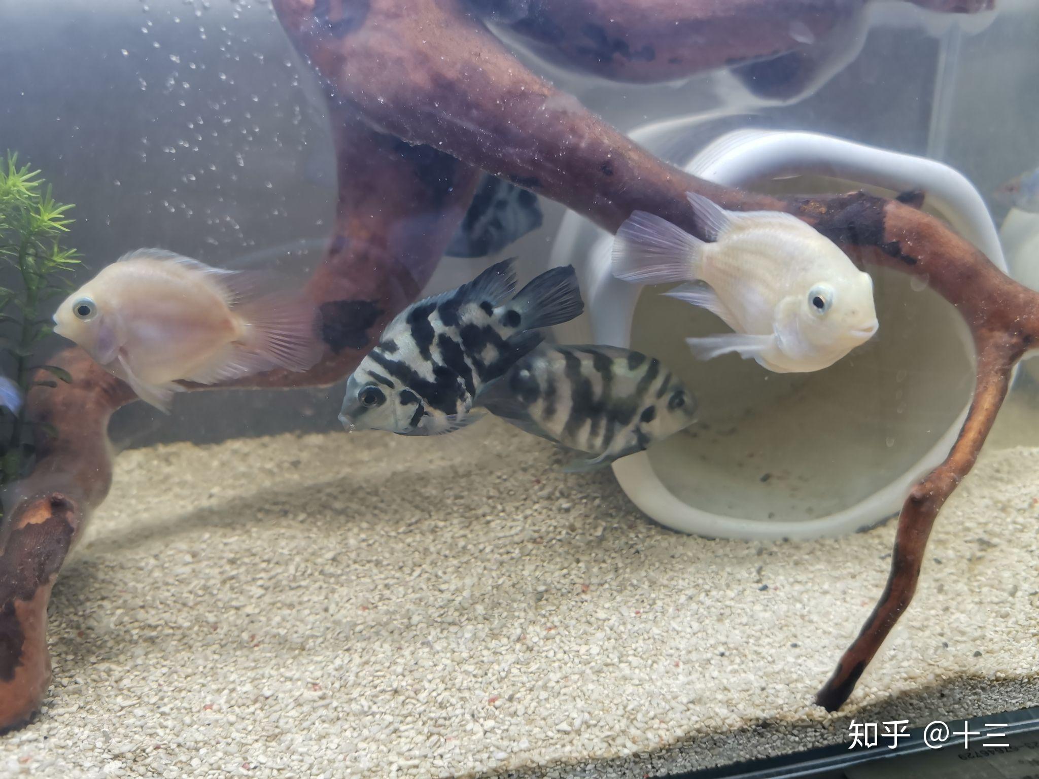 迷你鹦鹉鱼公母