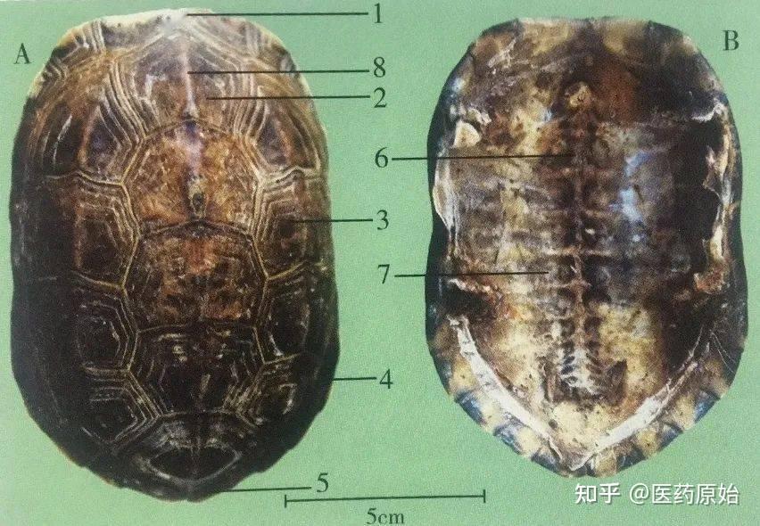 带你识别龟甲 - 知乎