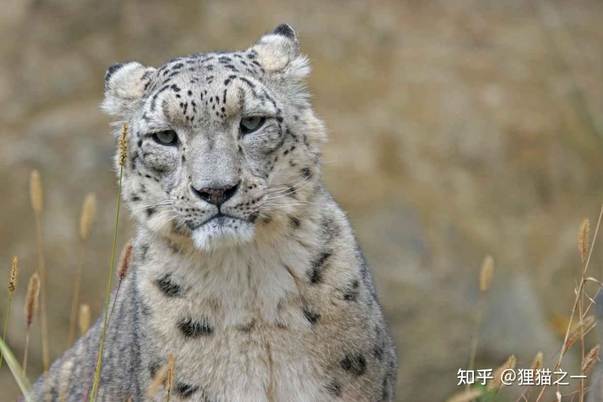 雪豹图片真实照片图片