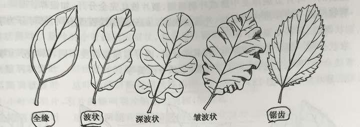 树叶leaf的构造 - 知乎
