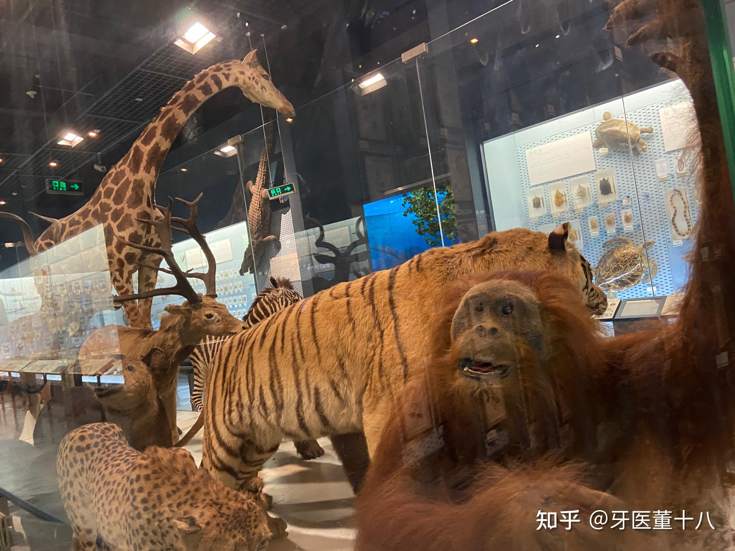 杭州自然博物馆游后感