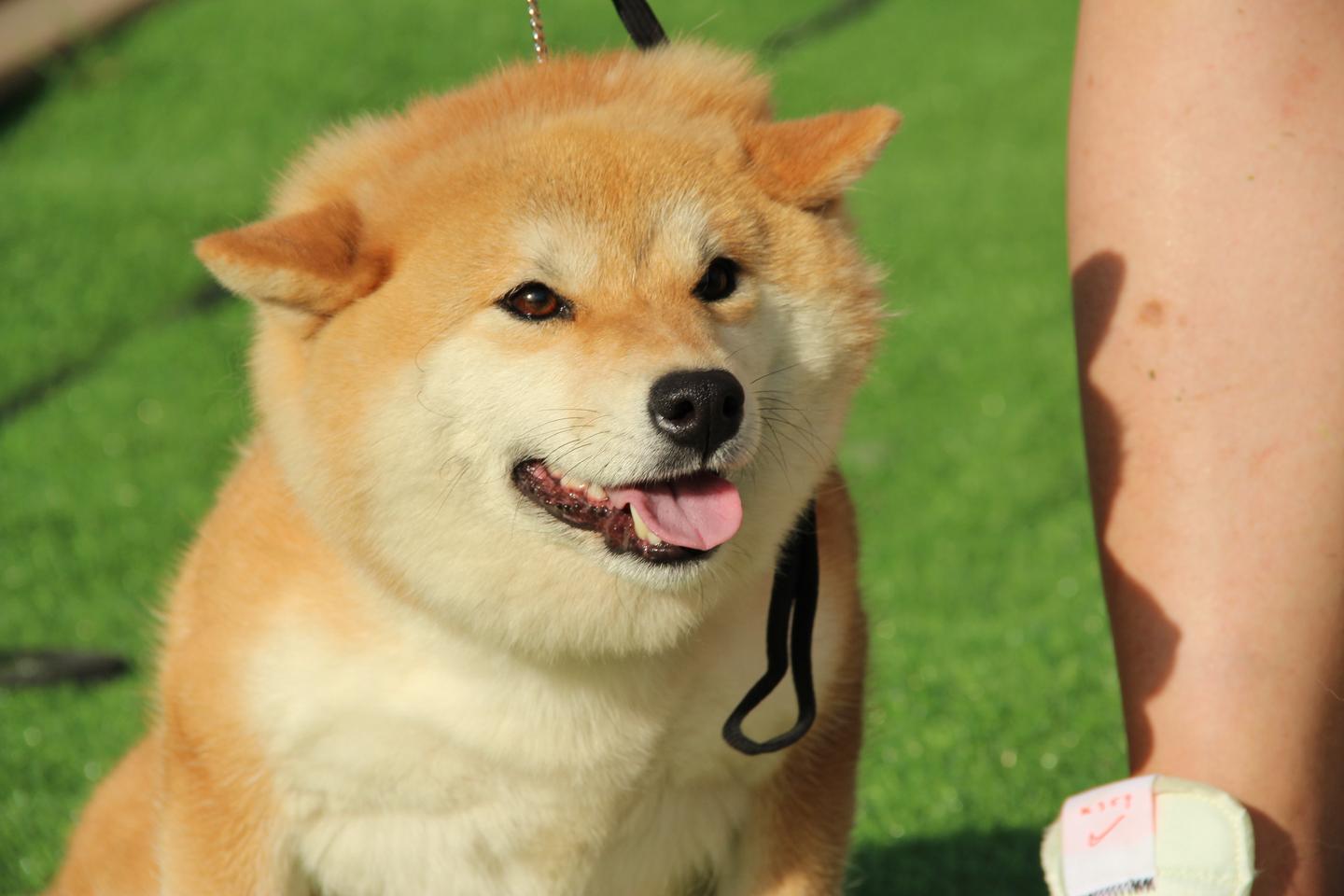 柴犬多少钱一只？柴犬幼犬价格- 知乎