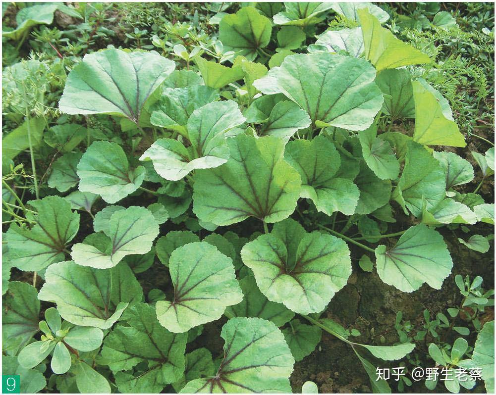 乡下不常见的野菜可治疗温毒发斑痄腮烂喉丹痧