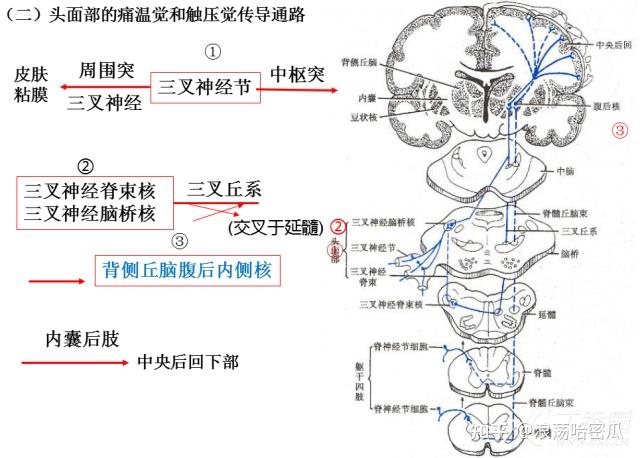 感觉和运动神经传到通路 - 知乎