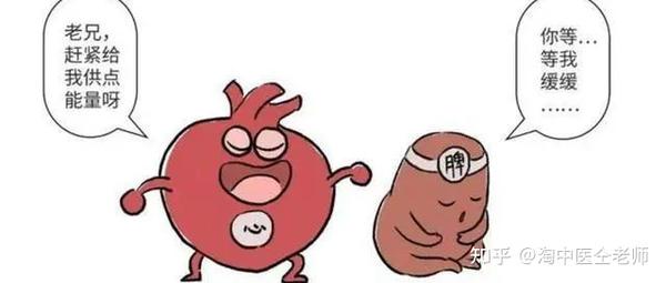 中医师承丨“脾”的生理功能 - 知乎