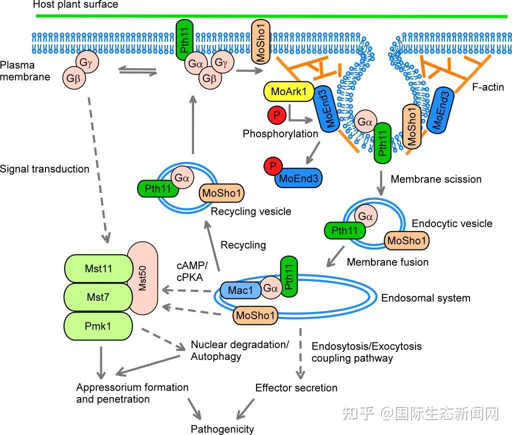 稻瘟病菌引起的稻瘟病是水稻上的毁灭性病害,每年给我国造成30亿公斤