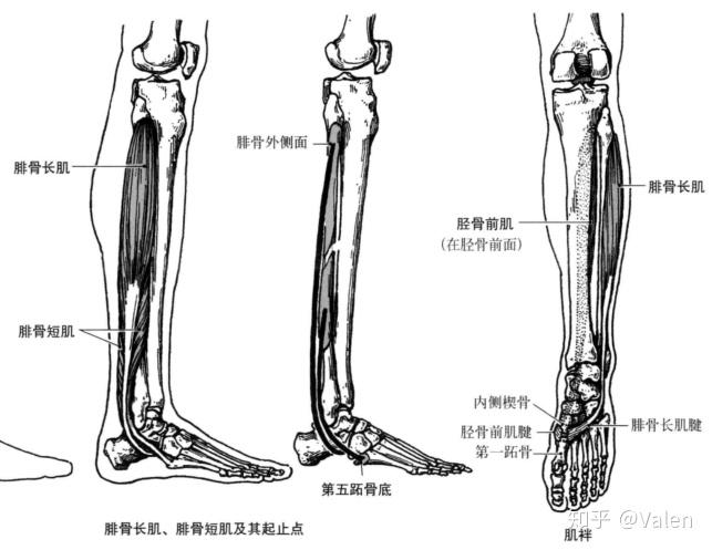 踝关节的主要运动 足内翻 inversion