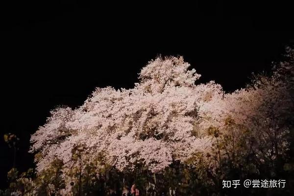 九州人气赏樱名所9选 这些乡土料理和樱花居然绝配了 知乎