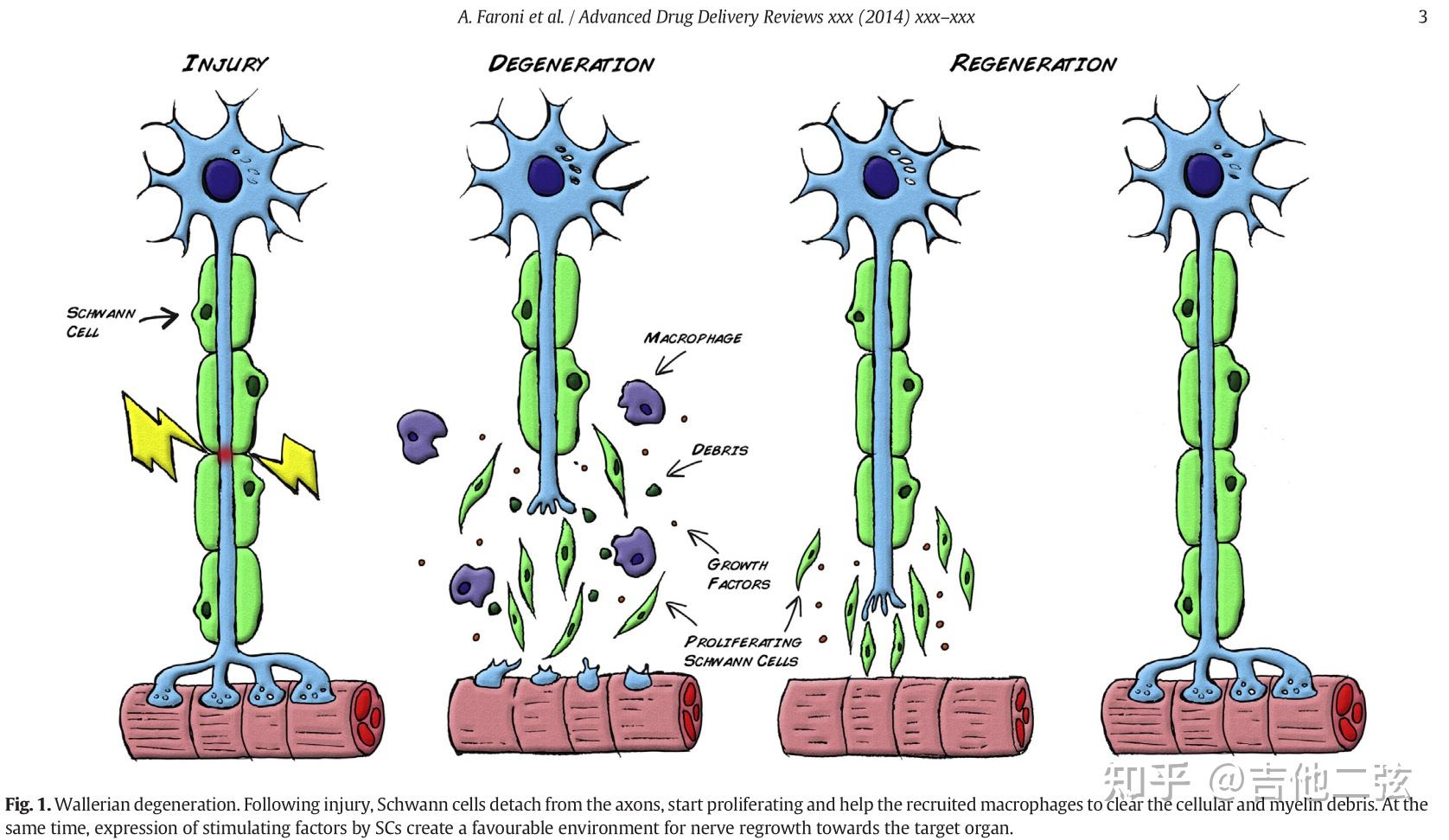 外周神经再生神经科学文献阅读笔记一