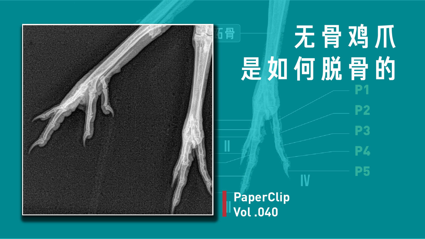 无骨鸡爪是如何脱骨的 知乎