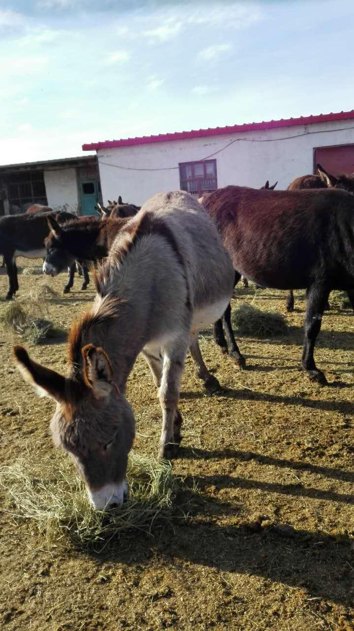 你适不适合喝驴奶?看一下就知道了!