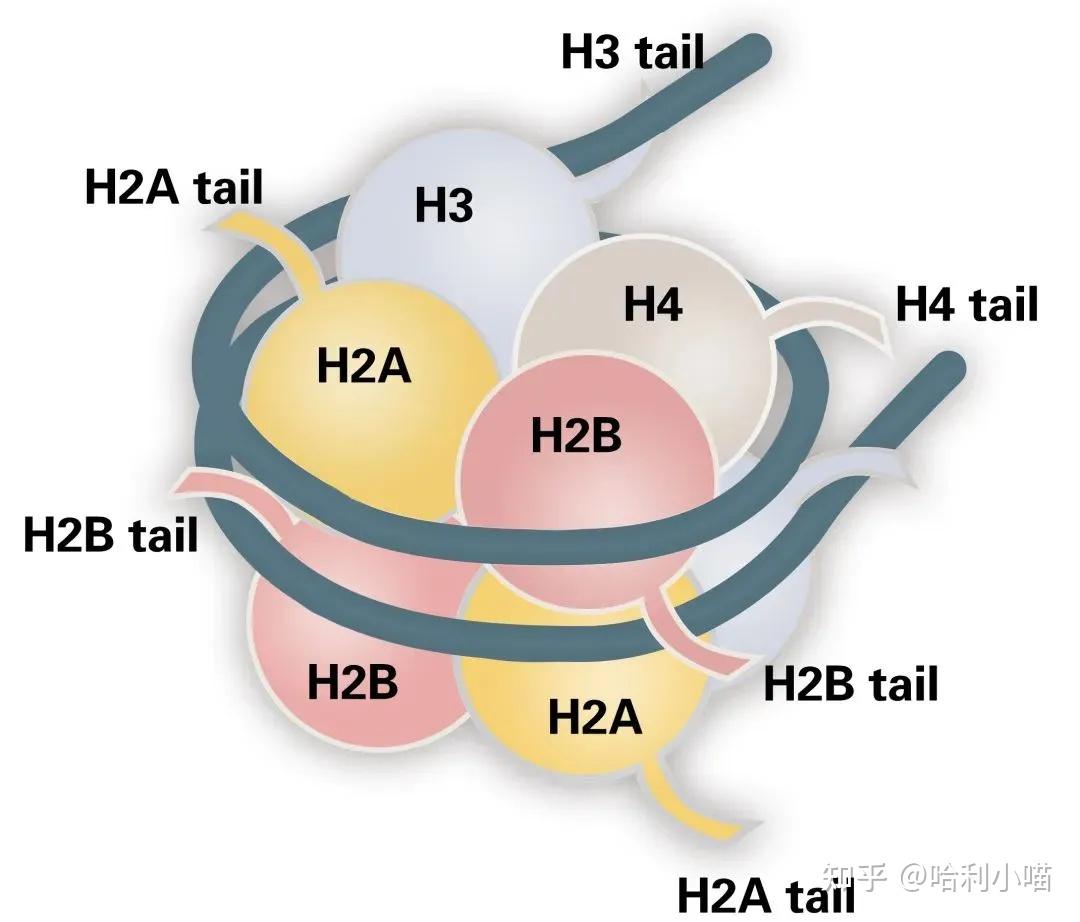 详细解读CHIP-seq,ATAC-seq - 知乎