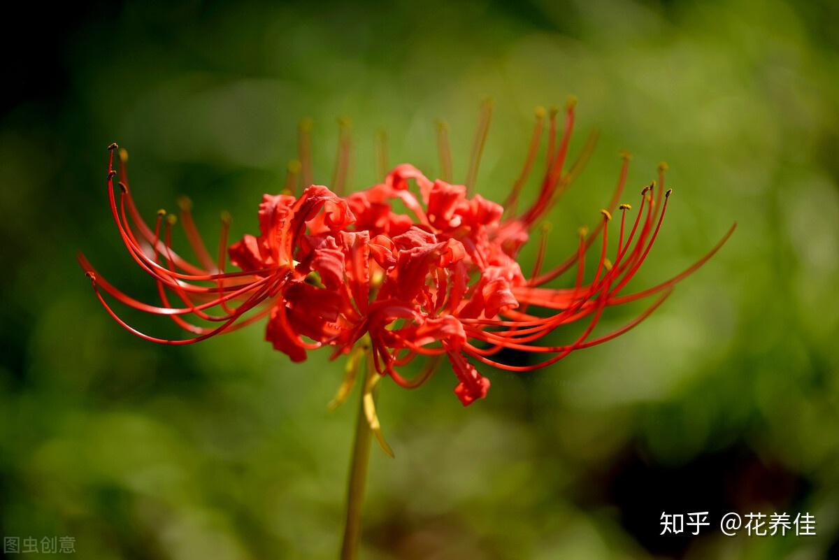 大红花也是"抗癌花卉",大家都经常称大红花为朱槿,这个花入药可以治疗