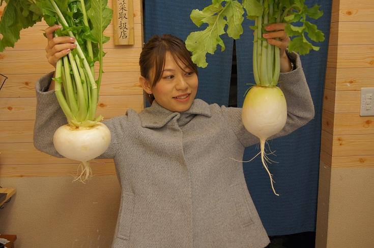 芜菁 圣护院大根和圣护院芜菁到底有啥区别呢 知乎 芜菁 圣护院大根和圣护院芜菁到底有啥区别呢 知乎