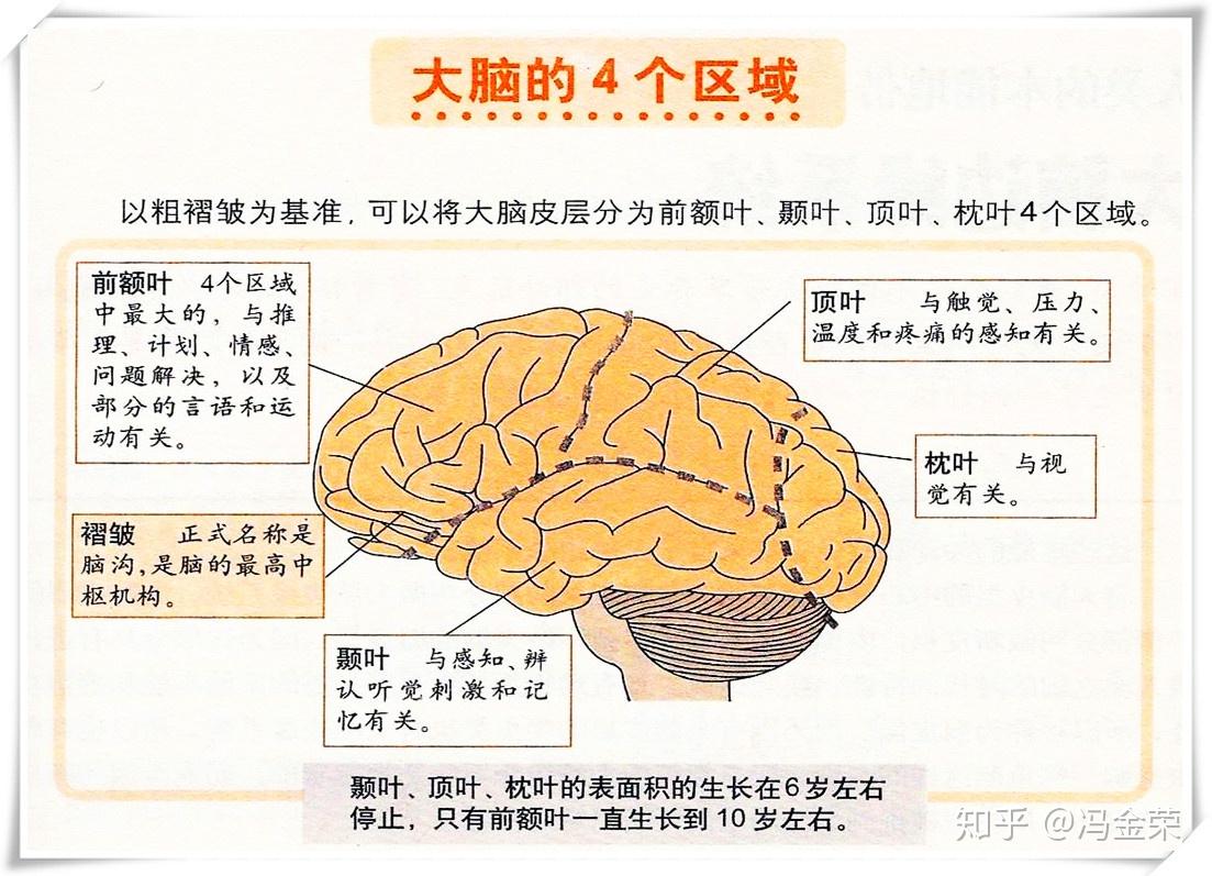 371.间脑 (内侧面观)-基础医学-医学