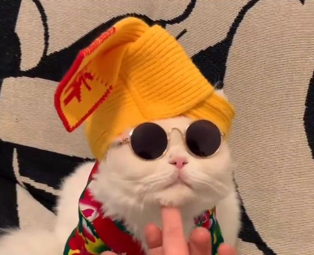 可爱又正经的搞笑头像超级适合你