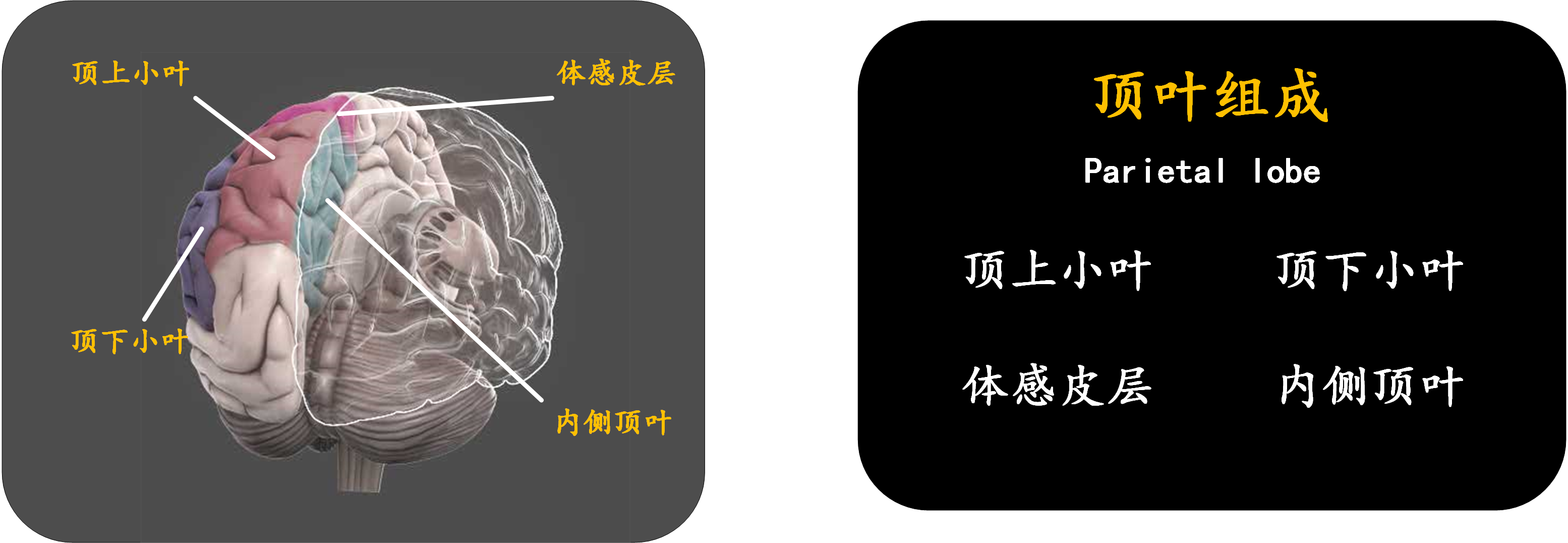 脑科学:现代人的一门重要必修课 - 知乎