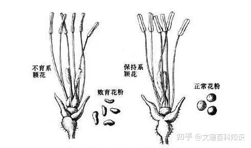 袁隆平院士亲笔科普为什么要用三系法培育杂交稻