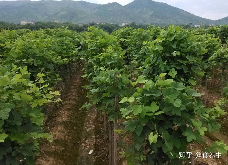 葛根及其产品食养价值 - 知乎