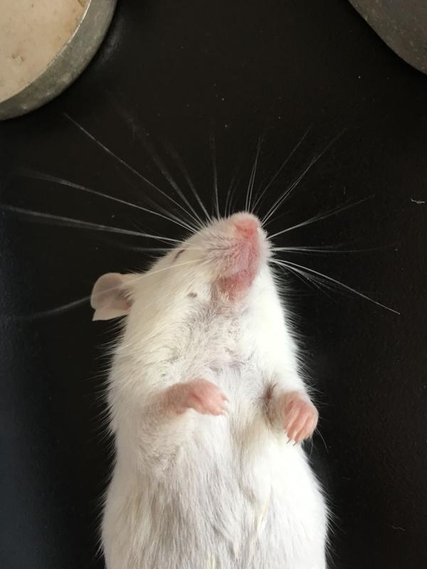 不能,经常做实验室的小白鼠实验,在我们把他们抓起来之前,他们基本都