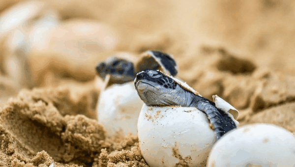 墨西哥海龟保护志愿者项目 海外动物保护义工 保护极度濒危的3种 知乎