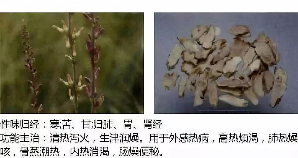 500余种中草药图 - 知乎