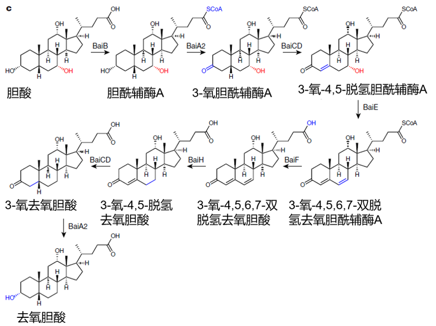 两性霉素b去氧胆酸盐图片