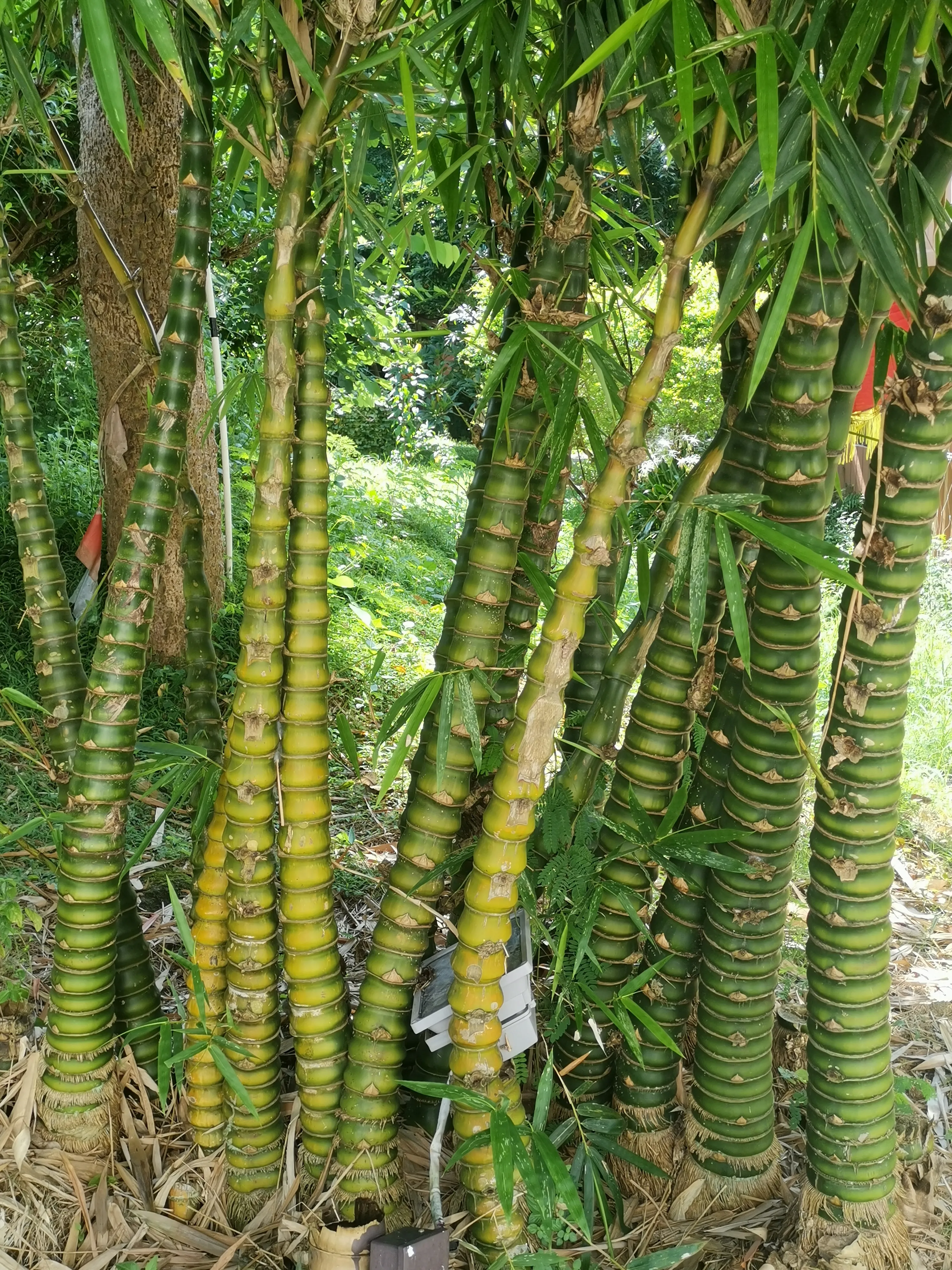 广东这个山区县存在感太低,广宁竹海能否让它名扬天下?