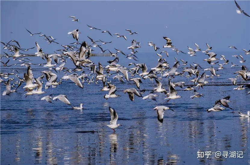 發現湖泊博斯騰湖中國最大的內陸淡水湖