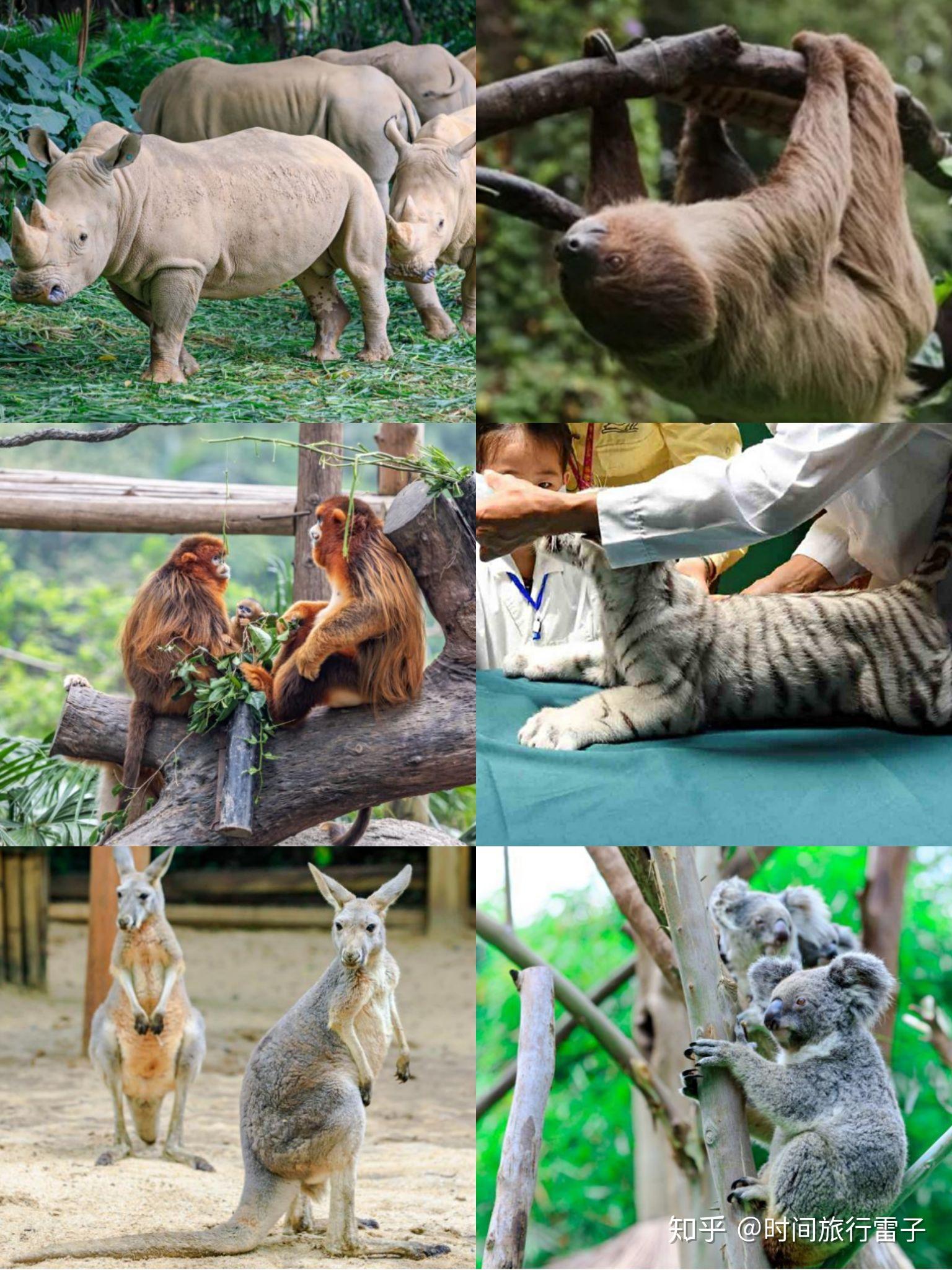 廣州親子游推薦|長隆野生動物園超全攻略