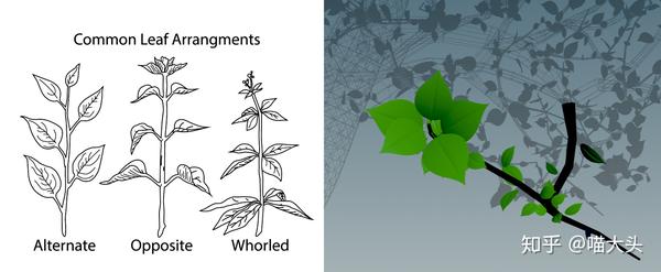 叶子在树枝上的排列一般有这三种形式:互生,对生,轮生,且每个bud
