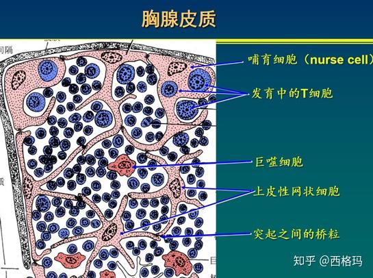 胸腺皮质图片