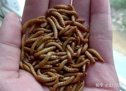 黄粉虫谁能大量收购 本公司大量收购黄粉虫 卖30万元一斤的虫子