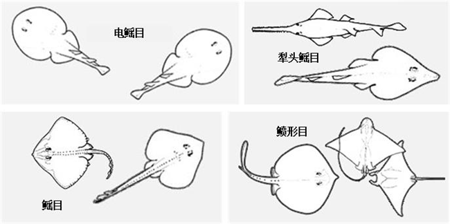 简笔画电鳐图片