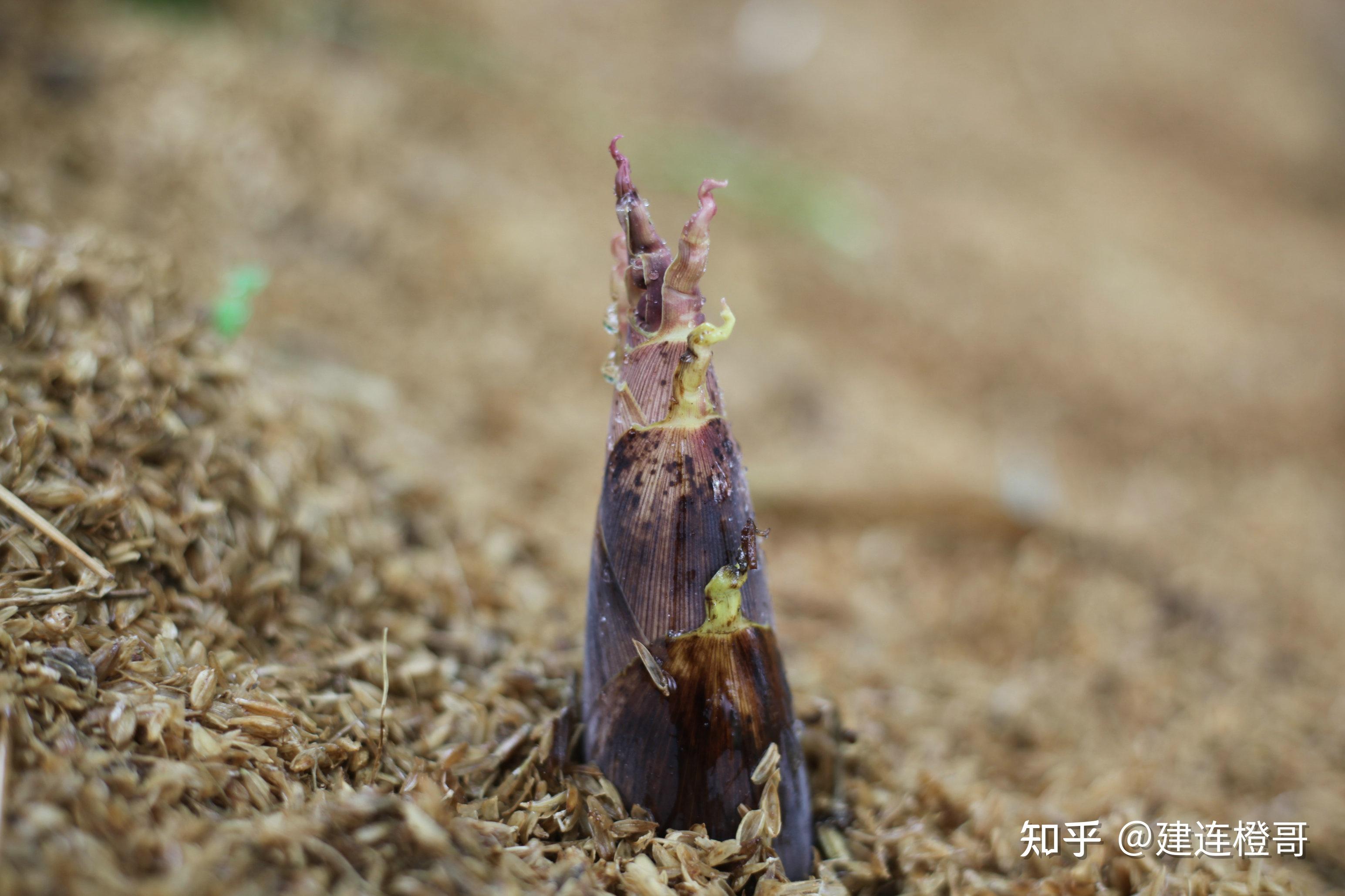 這是你沒吃過的菜天目山春筍臨安雷筍新鮮出土了春天的味道