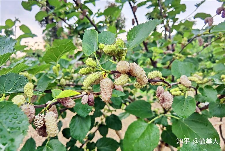 一种来自韩国的桑果天生带有韩风颜值，佛山渔耕文化园可以采摘 - 知乎