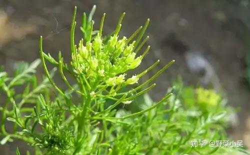 农村地里这种杂草,非常常见,叫播娘蒿,我还是第一次听说呢!