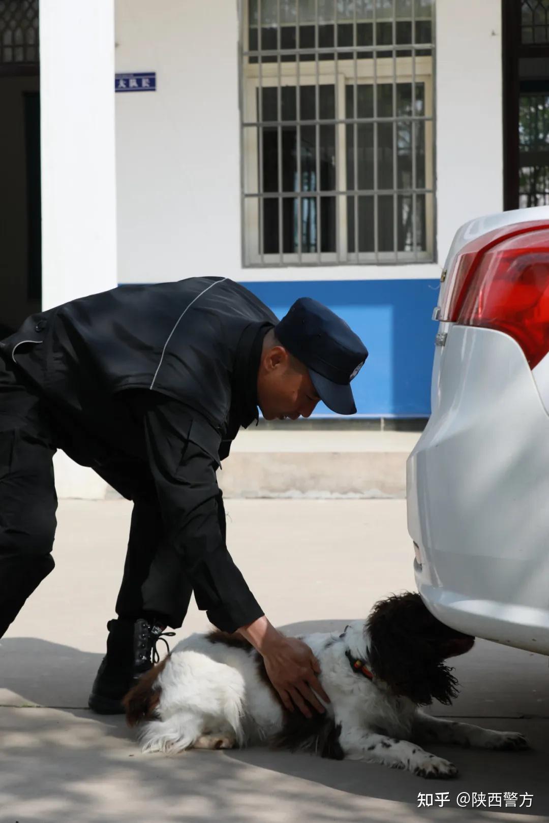同志王鹏霏介绍,自3月18日开始,来自全市各级公安机关的20余名训犬员