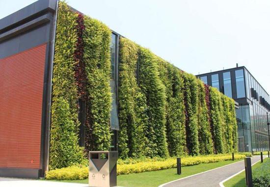 室外垂直绿化墙适合种哪些植物