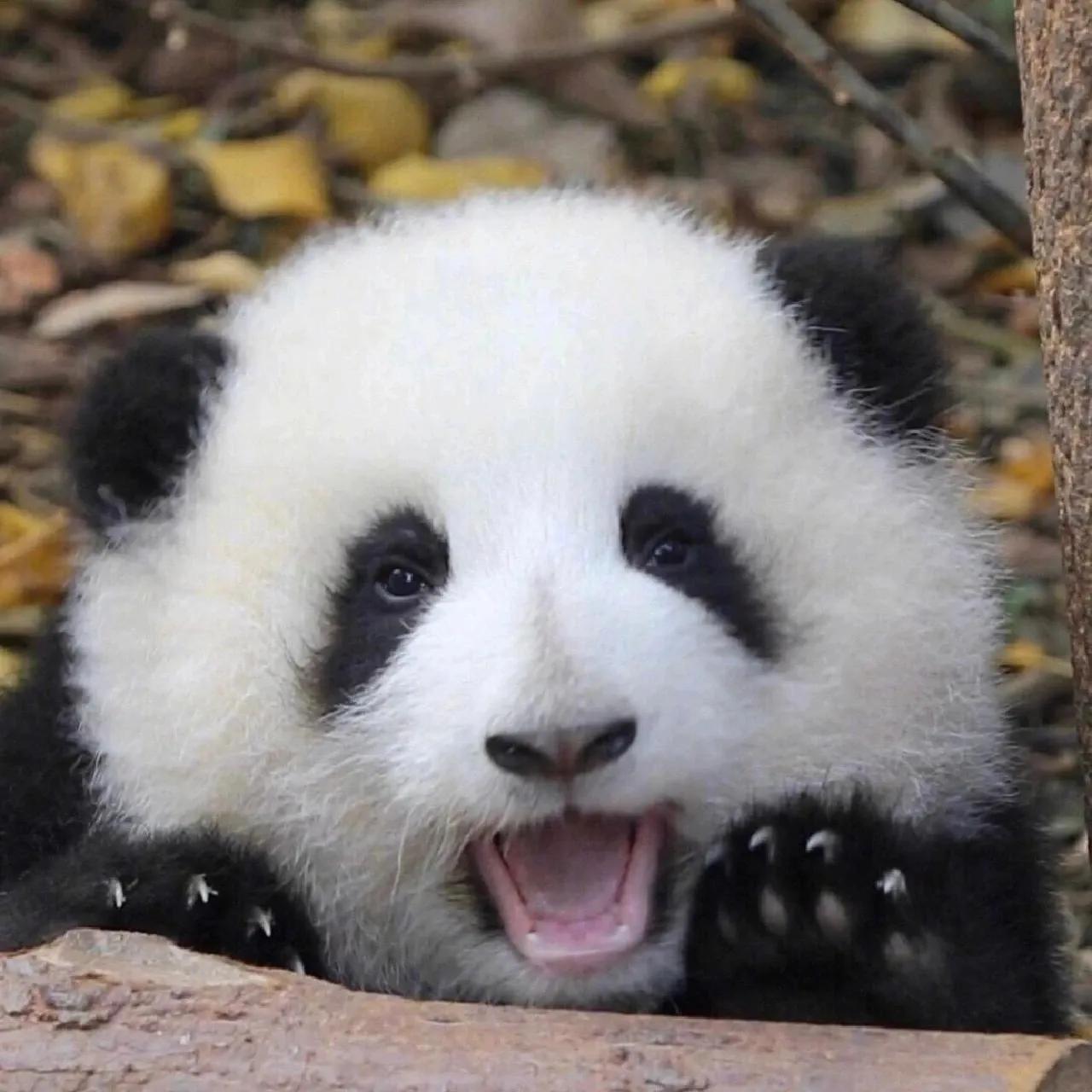 真实版熊猫头像,你喜欢哪个? - 知乎