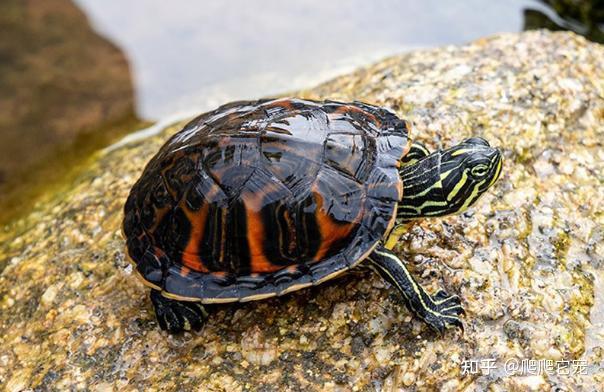 养龟,到底是深水好,还是浅水好? - 知乎