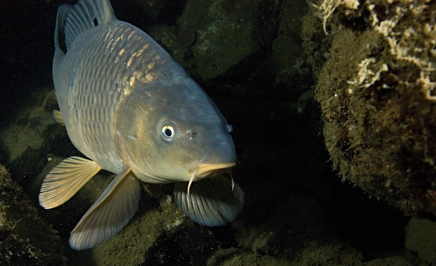 如果隔壁钓友钓了好多鲤鱼而你没有那你就要想一想你的钓组了