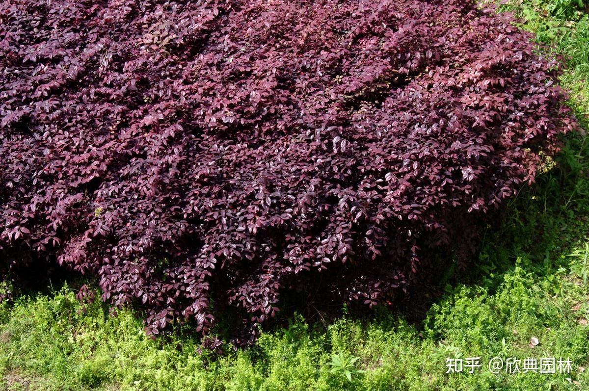 红花檵木园林用途图片