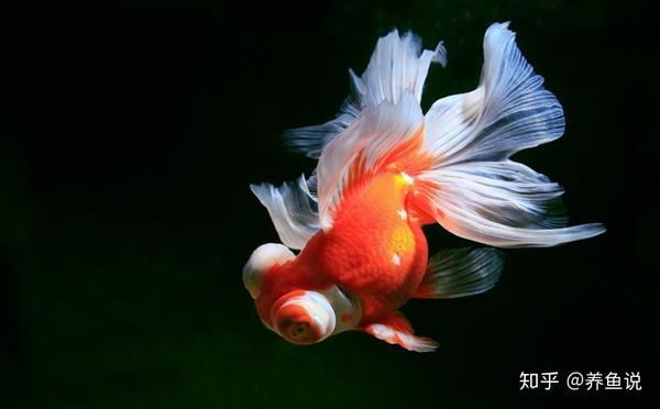 用增氧造流过滤设备养金鱼 基本属于不会养 养好金鱼核心在水流 知乎 用增氧造流过滤设备养金鱼 基本属于不会养 养好金鱼核心在水流 知乎