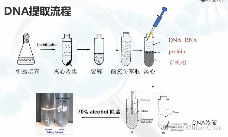 基因工程-基因工程的支撑技术-核酸提取(DNA,RNA提取) - 知乎